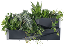 Prosperplast Cascade Vertical Garden Wall - 190mm (L) x 780mm W) and 350mm (H)